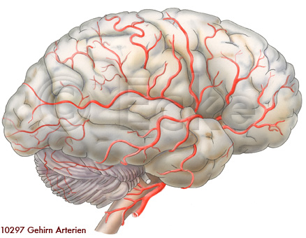 Gehirn Arterien