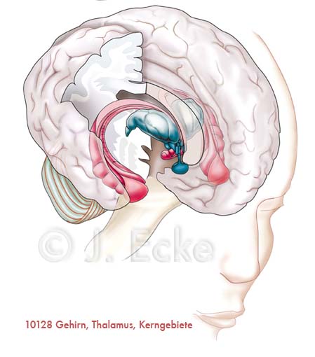 Gehirn Hippocampus Thalamus