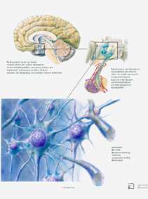 Gehirn Nervengewebe
