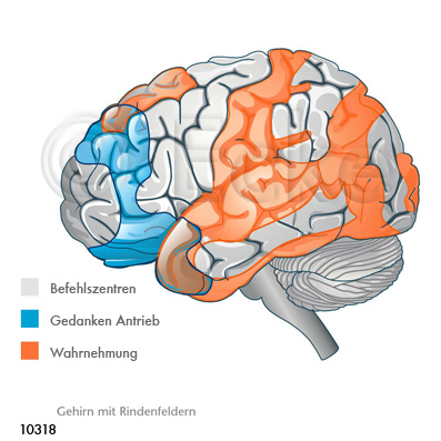 Gehirn Rindenfelder