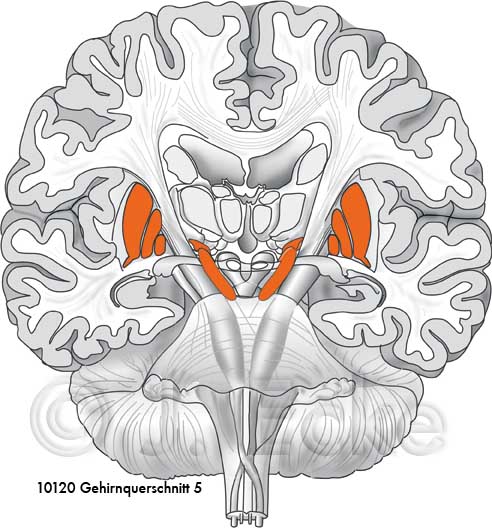 Gehirnquerschnitt