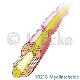 Myelinscheide 2