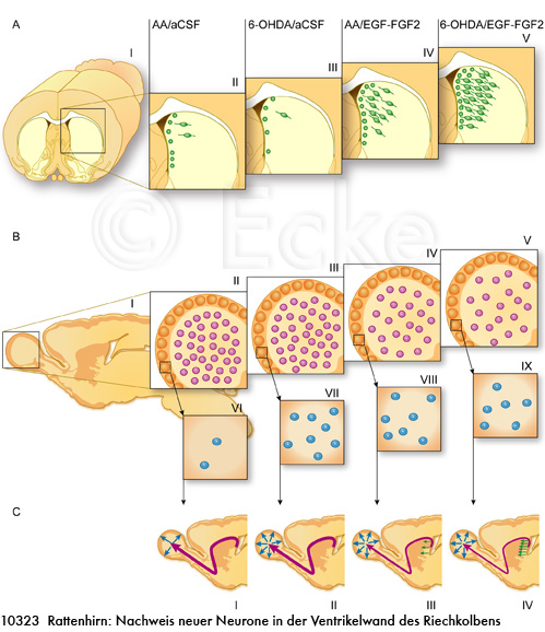 Neurogenese