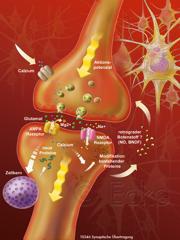 Synapse Glutamat Rezeptor