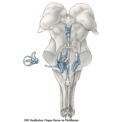 Vestibulum Hirnstamm