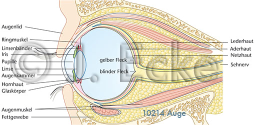 Auge 1