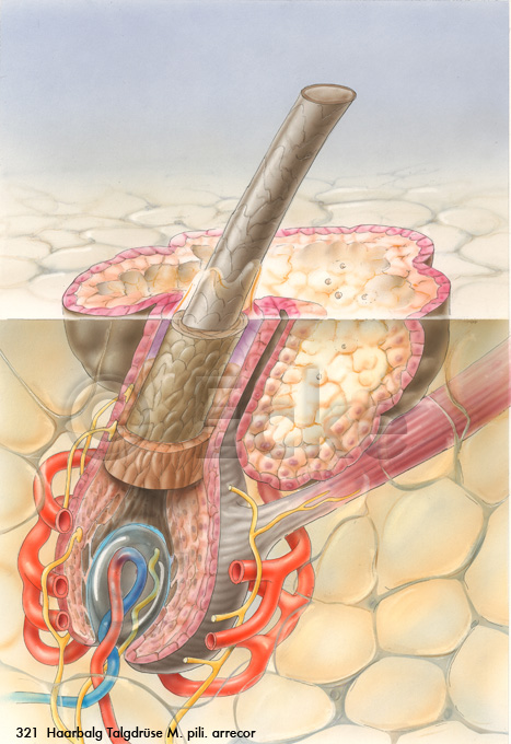 Haarwurzelscheide Nervenfasern