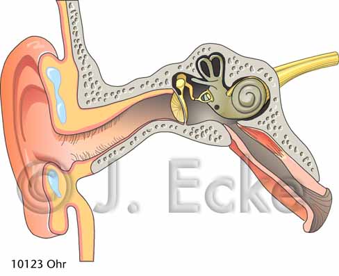 Ohr 2