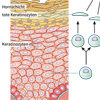 Hautzelle Keratinozyt Zellzyklus