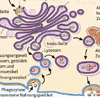 Endocytose Exocytose Lysosomen