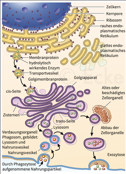 Endocytose Exocytose Lysosomen