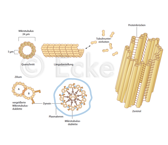 Mikrotubuli