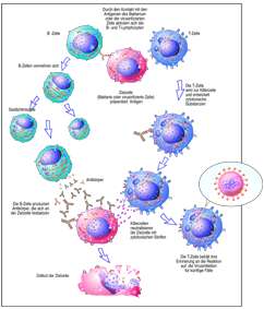 Immunologie