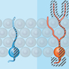 stemcell dopamin serotonin