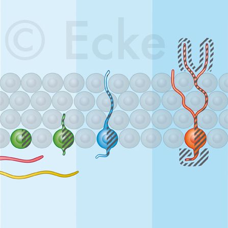 stemcell dopamin serotonin