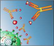 Immunglobulin Antikoerper