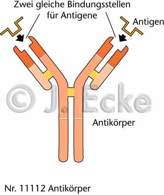 Antikoerper