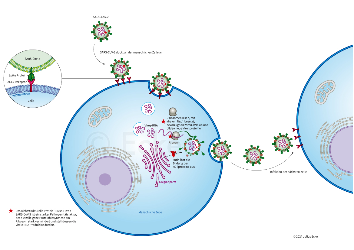 Covid 19 SARS-CoV-2 Infektion ACE2-Rezeptor Nsp1