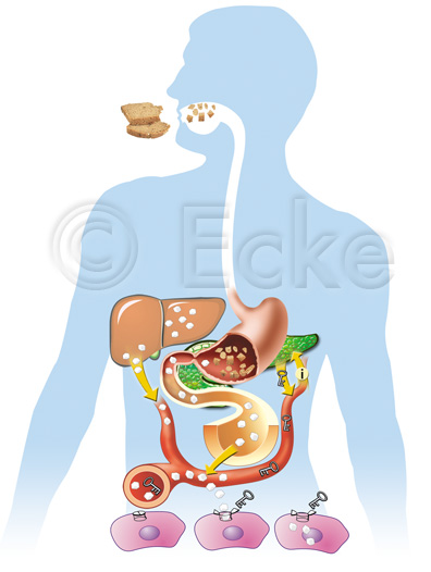 Insulinvorgang