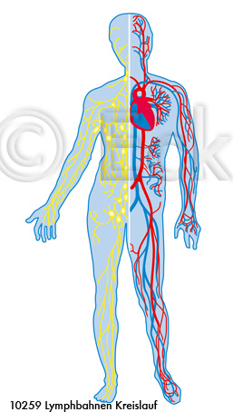 Lymph Blutkreislauf