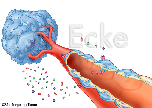 Targeting Tumor Endothelzellen