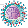 Coronavirus Covid 19 Sars-CoV-2