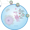 Covid 19 SARS-CoV-2 Infektion ACE2-Rezeptor Nsp1