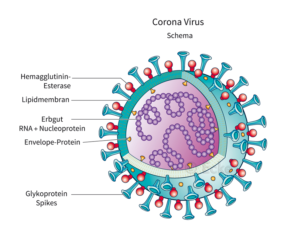 Coronavirus Covid 19 Sars-CoV-2